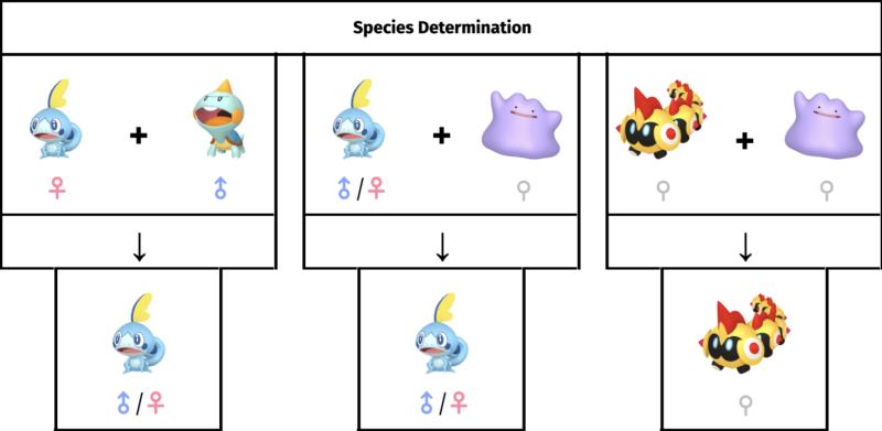 Species is determined by the female/non-Ditto parent