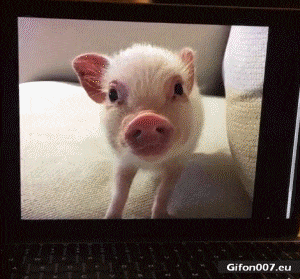 Funny-Video-Baby-Pig-Computer-Gif.gif