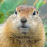 christopher the gopher